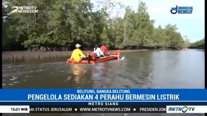 Wisata Susur Hutan Mangrove di Belitung