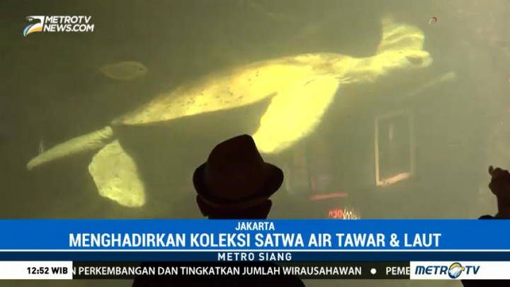 Wisata Pesona Bawah Laut di Jakarta