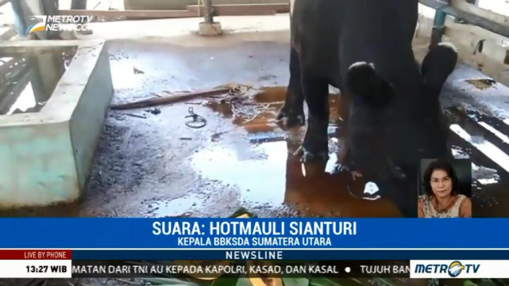 Satwa Dilindungi Terancam di Habitatnya (1)