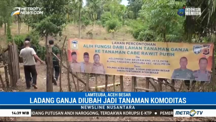 Alih Fungsi Ladang Ganja Menjadi Lahan Pertanian