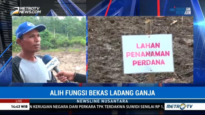 Tanaman Komoditas Mantan Petani Ganja Terkendala Pupuk