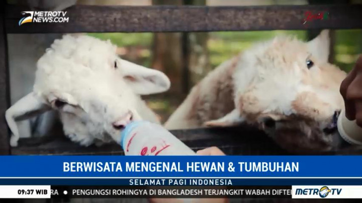 Wisata Keluarga di Kuntum Farmfield Bogor