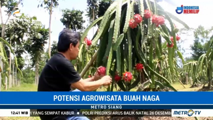 Wisata Edukasi Kebun Buah Naga di Tasikmalaya