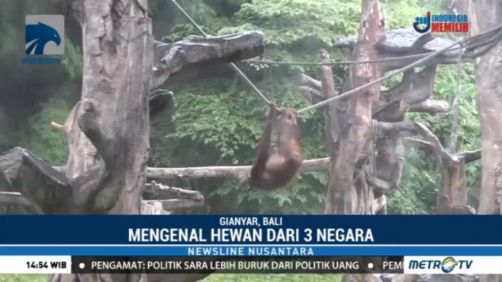 Yuk! Berlibur ke Bali Safari & Marine Park