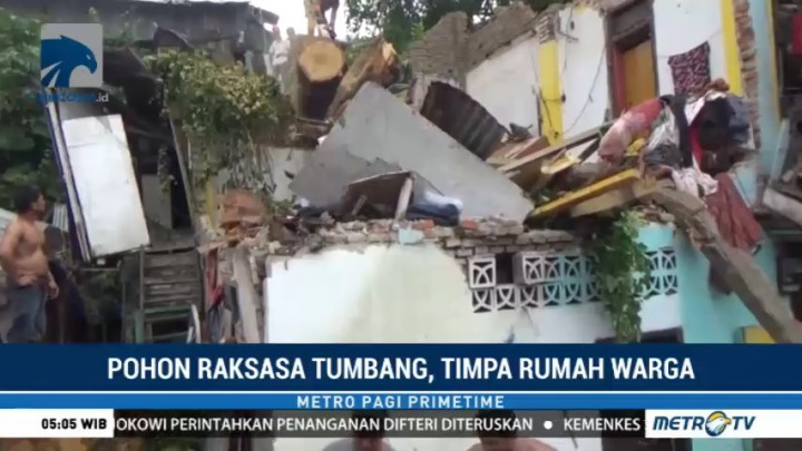 Pohon Raksasa Tumbang Timpa Rumah Warga di Makassar