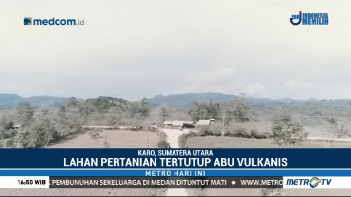 Lahan Pertanian Diselimuti Abu Vulkanis Gunung Sinabung