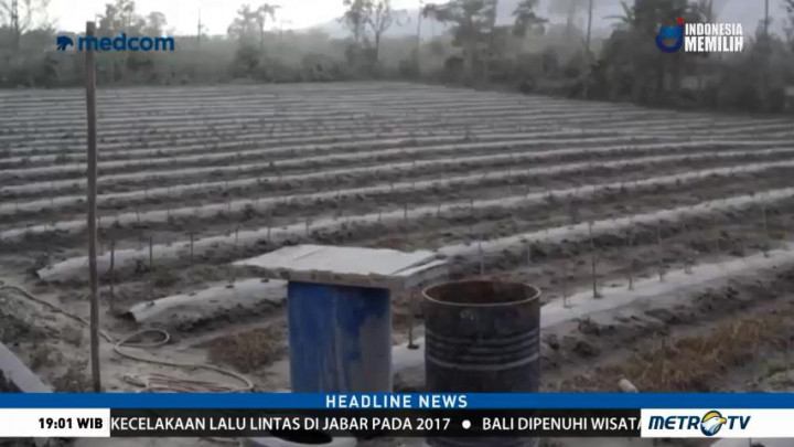 Sejumlah Lahan Pertanian Gagal Panen Pascaerupsi Sinabung
