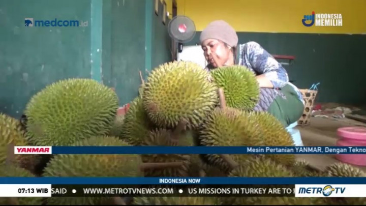 Dry Season Brings Blessings to Durian Farmers in Jepara