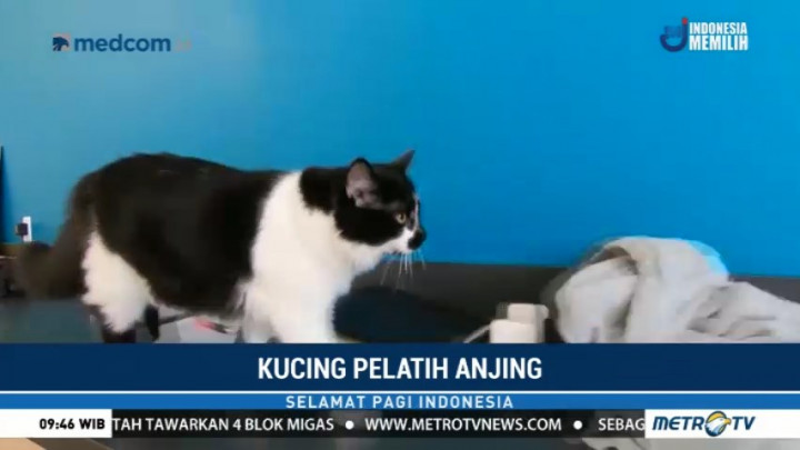 Dee Oh Gee, Kucing Pelatih Anjing Penuntun
