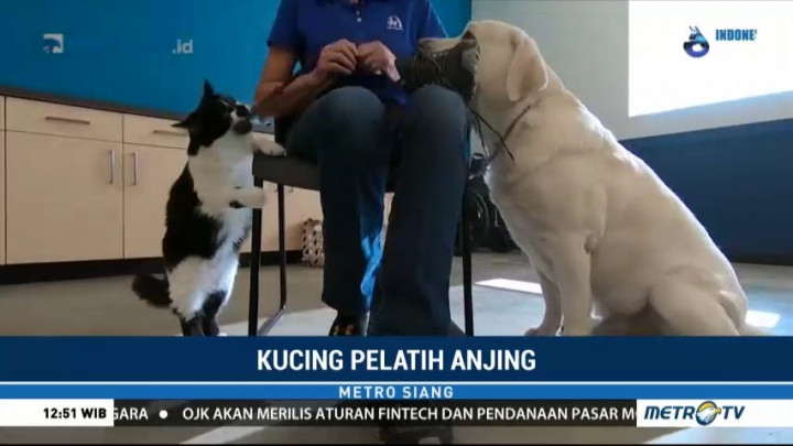 DeeOhGee, Kucing yang Jadi Pelatih Anjing