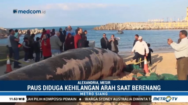 Seekor Paus Terdampar dan Mati di Pantai Alexandria