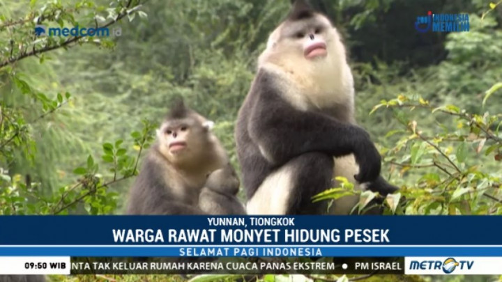 Warga Yunnan Sukarela Rawat Monyet Hidung Pesek