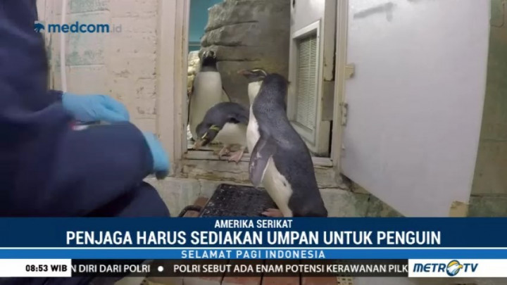 Menimbang Bobot Penguin Jadi Tantangan Tersendiri di Kebun Binatang Milwaukee