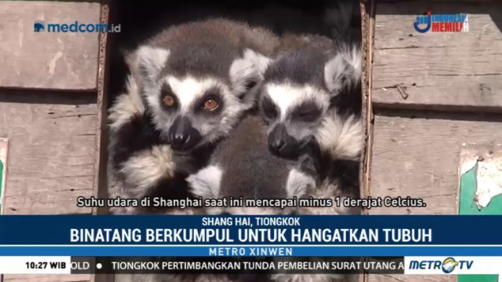 Cara Hewan Menghangatkan Diri di Musim Dingin