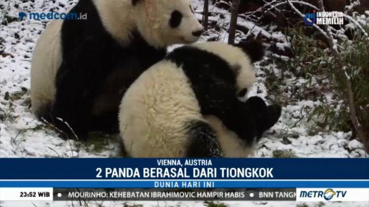 Aktivitas Panda saat Musim Dingin di Austria