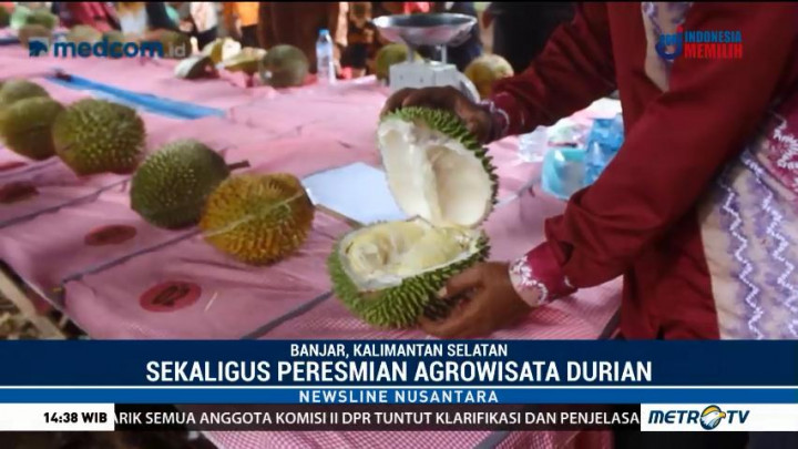 Mencicipi Durian Langsung di Kebun