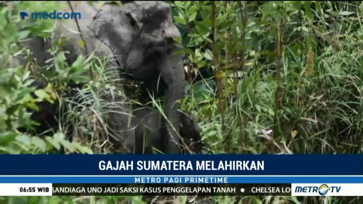 Seekor Bayi Gajah Sumatera Lahir di Hutan Suaka Margasatwa Balai Raja