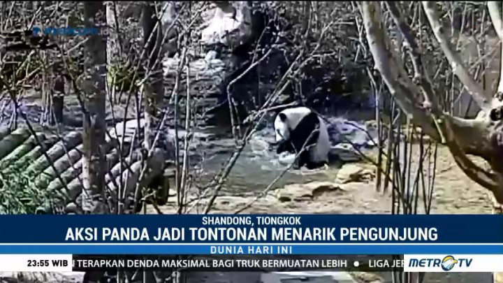 Aksi Panda Bermain Air Tarik Perhatian Pengunjung Kebun Binatang di Tiongkok
