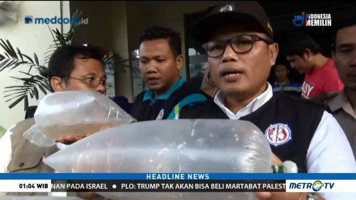 Penyelundupan 74 Ribu Benih Lobster di Jambi Digagalkan