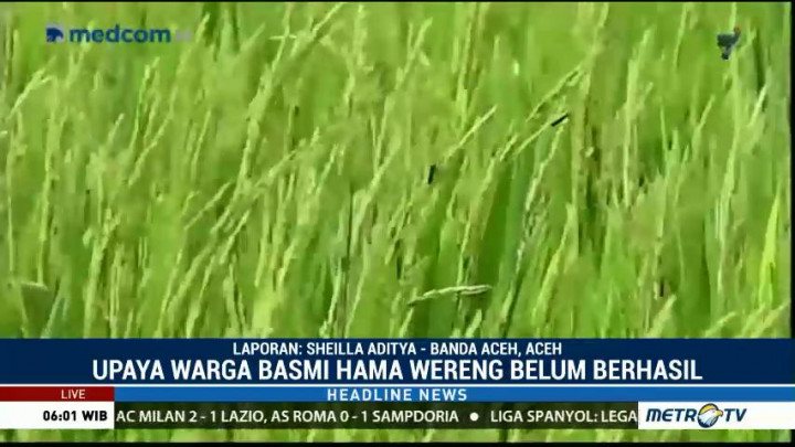 Hama Wereng Serang Ratusan Hektare Tanaman Padi di Aceh