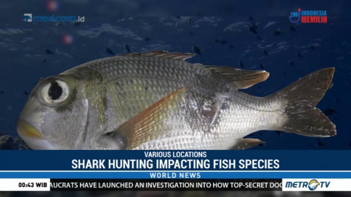 Shark Hunting Having an Indirect Impact on Fish Species