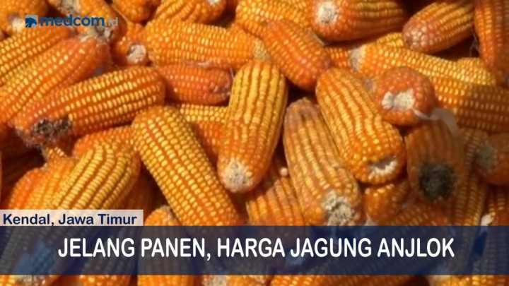 Diserang Hama Bule, Petani Jagung di Kendal Merugi