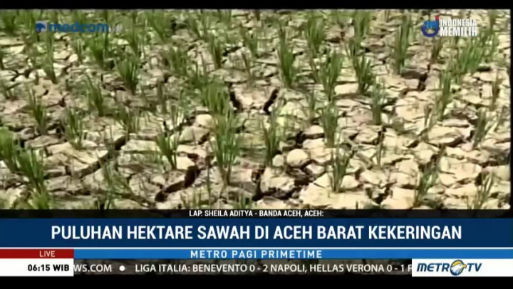 Puluhan Hektare Sawah di Aceh Barat Kekeringan