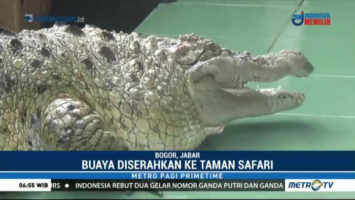 Buaya Peliharaan Warga Bogor Diserahkan ke Taman Safari