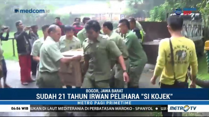 Buaya Peliharaan Warga Bogor Masuk Karantina