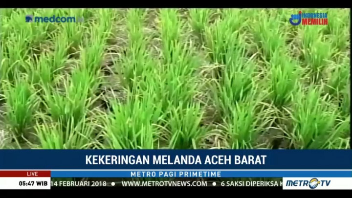 Tiga Kecamatan di Aceh Barat Dilanda Kekeringan
