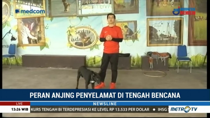 Peran Anjing Penyelamat di Tengah Bencana