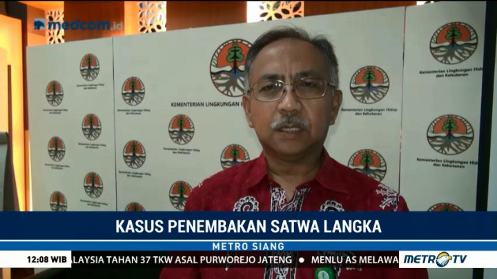 KLHK Tunggu Hasil Penyelidikan Polisi soal Penembakan Orang Utan