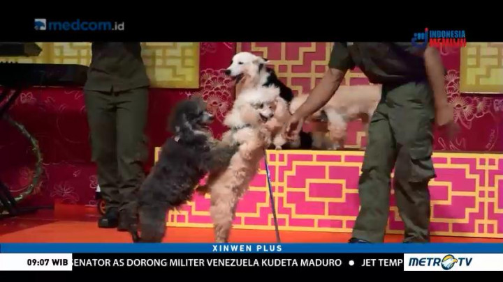 Jelang Imlek, Pusat Perbelanjaan di Jakarta Tampilkan Atraksi Anjing