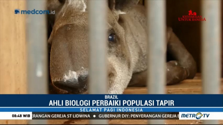 Misi Mengembalikan Tapir ke Brasil