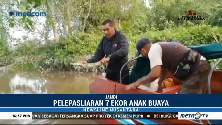 Tujuh Anak Buaya Selundupan Dilepasliarkan