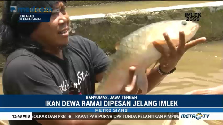 Petani Ikan Dewa Kebanjiran Order Jelang Tahun Baru Imlek