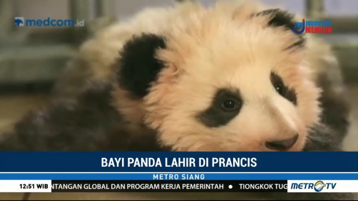 Bayi Panda Yuan Meng untuk Pertama Kali Muncul di Publik Prancis