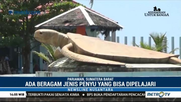 Wisata Edukasi di Penangkaran Penyu Pariaman