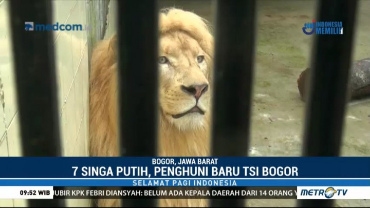 Taman Safari Bogor Kedatangan Tujuh Singa Putih Asal Kanada