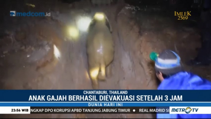 Aksi Heroik Penyelamatan Anak Gajah dari Dalam Sumur