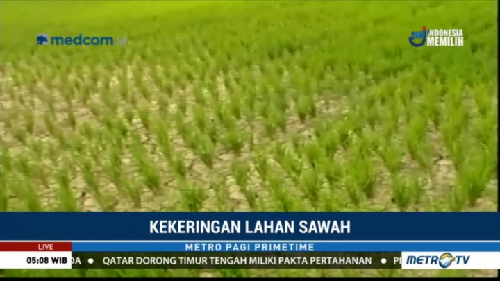 1.600 Hektare Sawah di Aceh Utara Terancam Gagal Panen