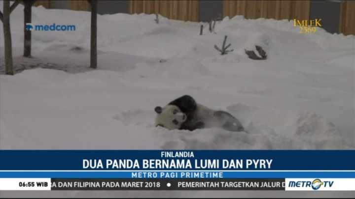 Kebun Binatang Finlandia Kenalkan Dua Panda Asal Tiongkok