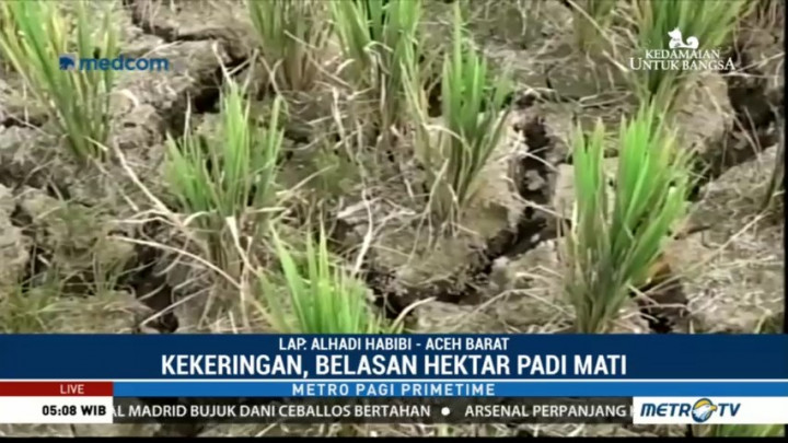 Kekeringan, 17 Hektare Padi di Aceh Barat Mati