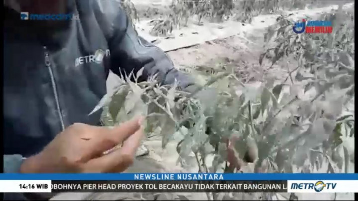 Puluhan Hektare Tanaman Cabai Rusak Akibat Erupsi Sinabung