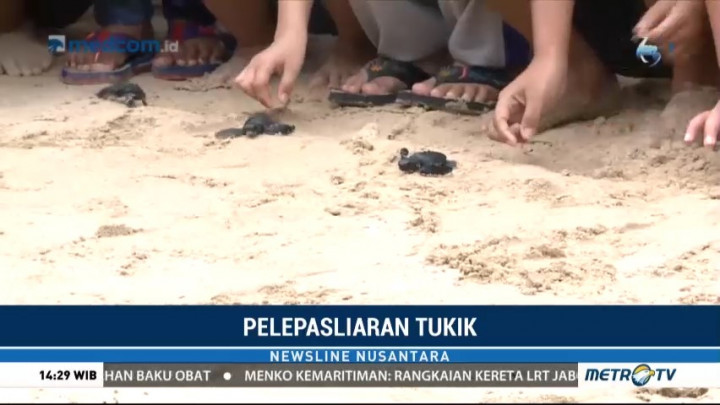 Jaga Ekosistem Laut dengan Pelepasliaran Tukik