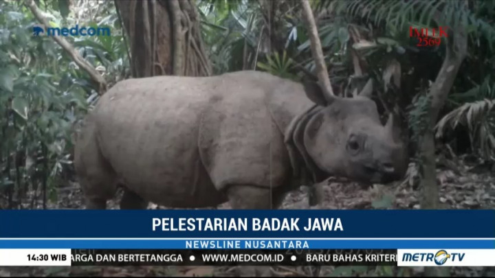 Badak Bercula Satu di Ujung Kulon Bertambah 10 Ekor