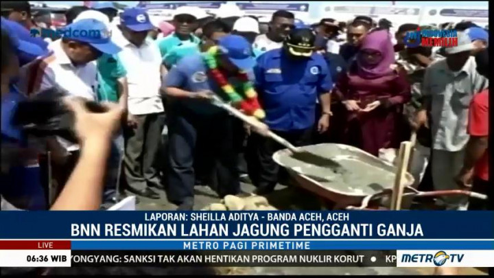 BNN Ubah Ladang Ganja di Aceh Jadi Agrowisata