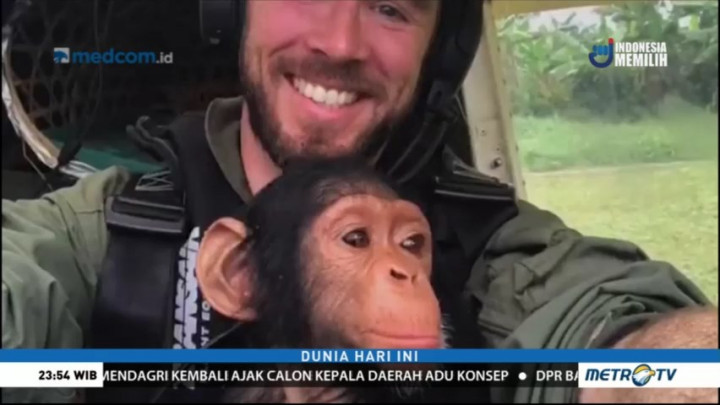 Bayi Simpanse di Kongo Berhasil Diselamatkan dari Tangan Pemburu