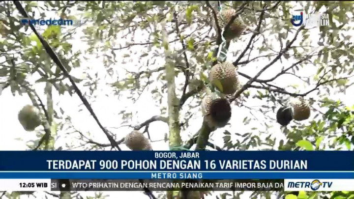 Mencicipi Durian Langsung di Kebun