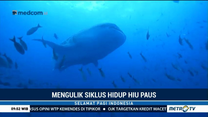 Mengulik Siklus Hidup Hiu Paus